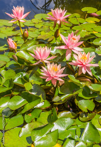 Pink lilies in the pond in the Westfalen park of Dortmund, Germany