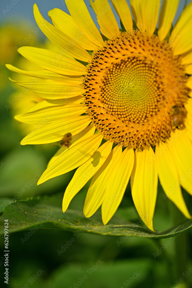 Obraz premium I often see sunflowers in the summer