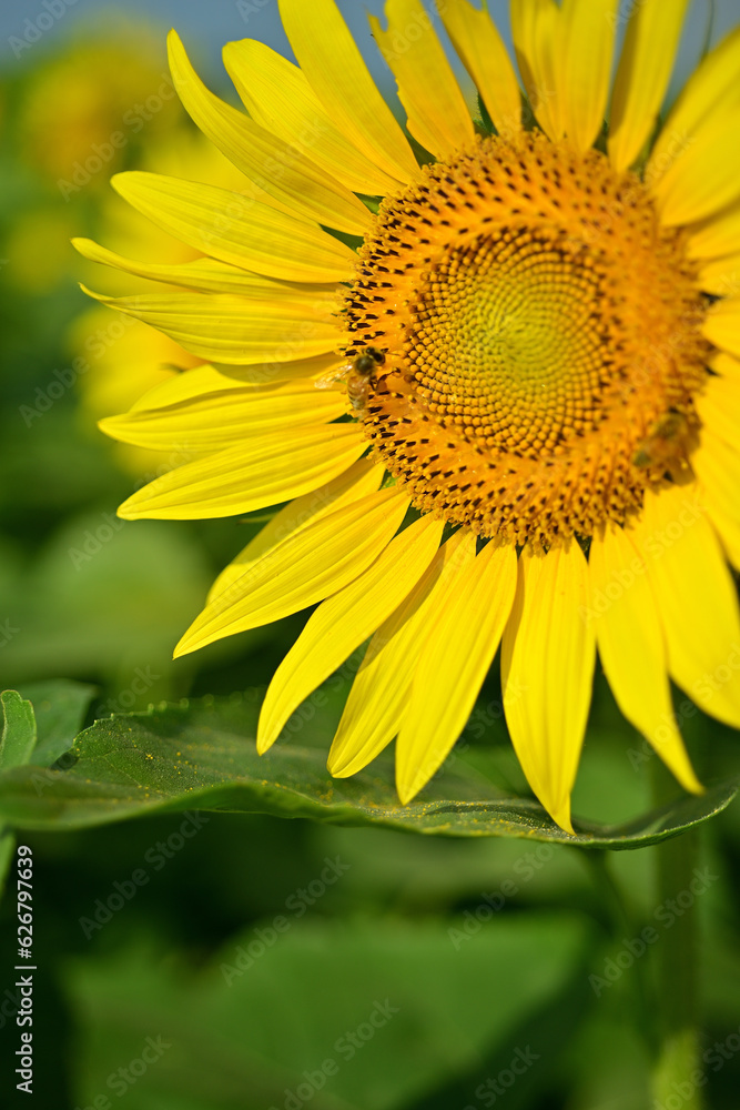 I often see sunflowers in the summer I often see sunflowers in the summer