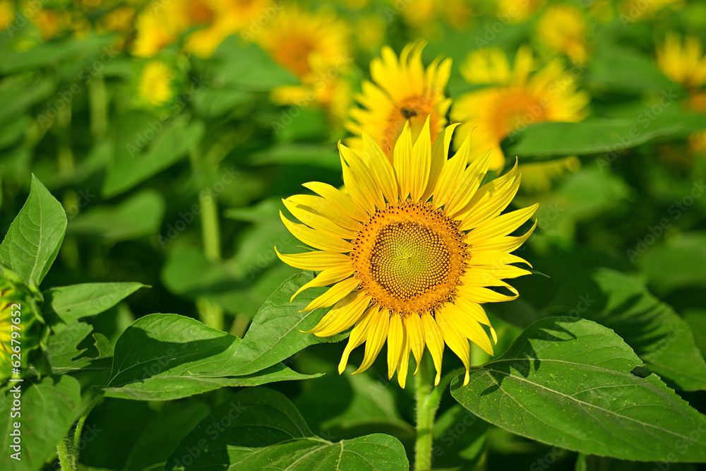 Fototapeta premium I really like sunflowers.