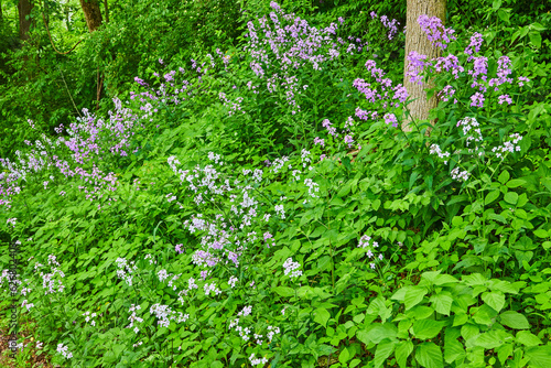 Fototapeta Naklejka Na Ścianę i Meble -  Hill covered in green plants and purple and white Dames Rocket and Oxalis Triangularis flowers