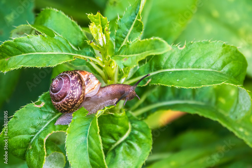 Copse snail, Arianta arbustorum, igliding on the plant in the garden. Macro, close-up. photo