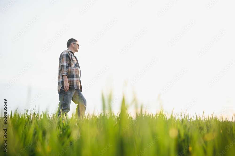 A young farmer inspects the quality of wheat sprouts in the field. The concept of agriculture. A young farmer inspects the quality of wheat sprouts in the field. The concept of agriculture.