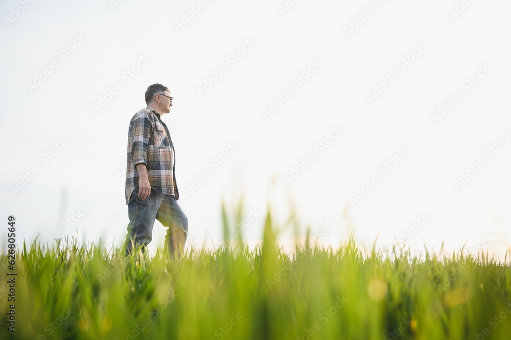 A young farmer inspects the quality of wheat sprouts in the field. The concept of agriculture.