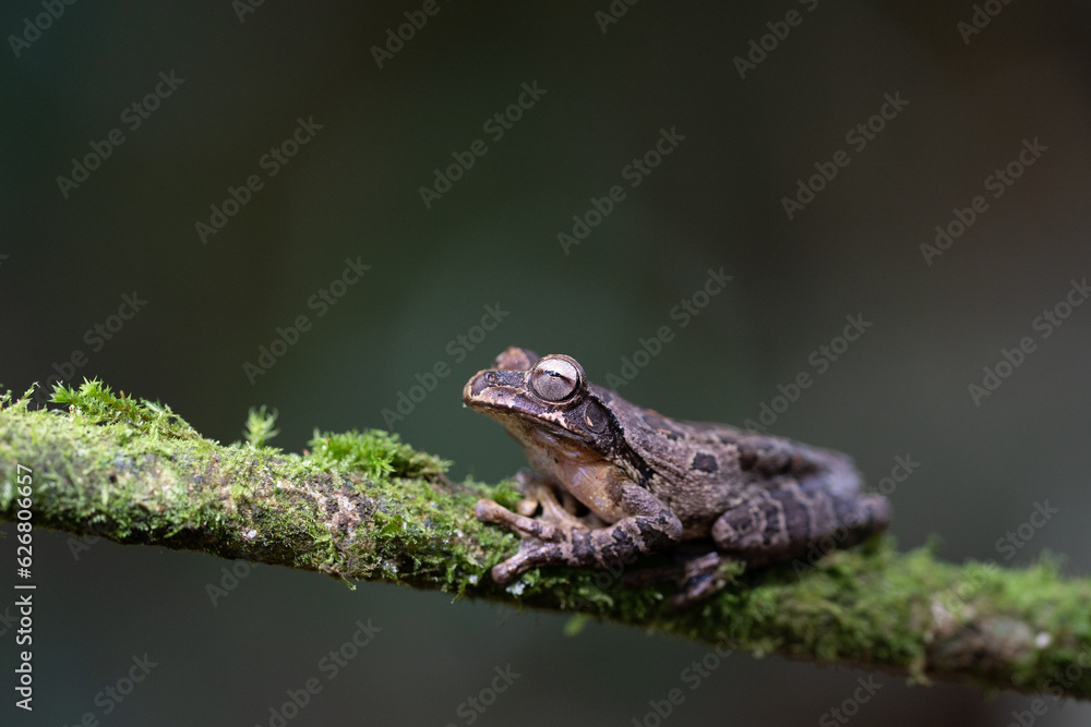 brown frog sitting on a lichen-covered branch Costa Rica rainforest brown frog sitting on a lichen-covered branch Costa Rica rainforest