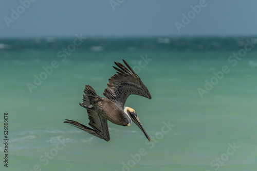 The brown pelican (Pelecanus occidentalis) is a large bird of the pelican family