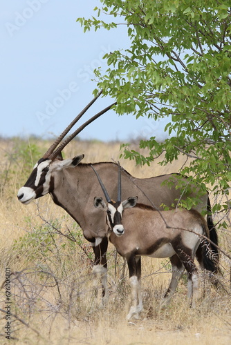 Fototapeta Naklejka Na Ścianę i Meble -  oryx du parc etosha