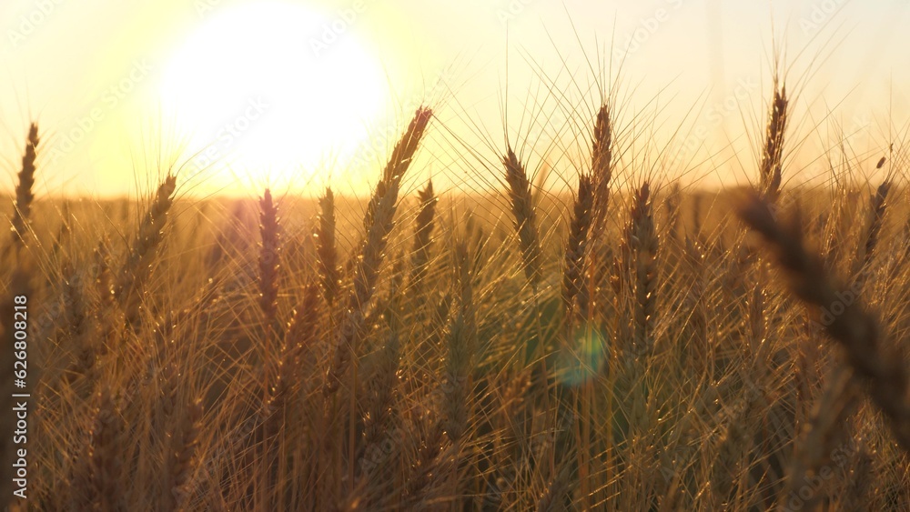 ears golden wheat sunset field. farming, agriculture farm. oats, farmland industry, business big wheat harvest summer, fresh young wheat field, growing grain, wheat growing field sunrise, beautiful