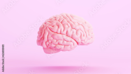 Pink brain anatomy mind intelligence medical organ science pink background right view 3d illustration render digital rendering