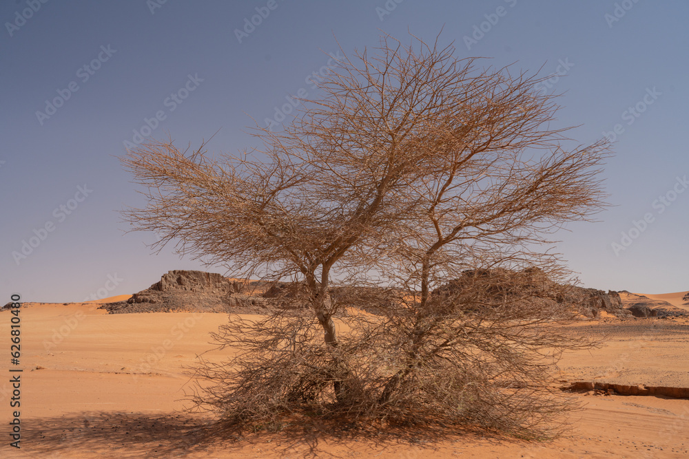 view in the Sahara desert of Tadrart rouge tassili najer in Djanet City ,Algeria.colorful orange sand, rocky mountains
view in the Sahara desert of Tadrart rouge tassili najer in Djanet City ,Algeria.colorful orange sand, rocky mountains