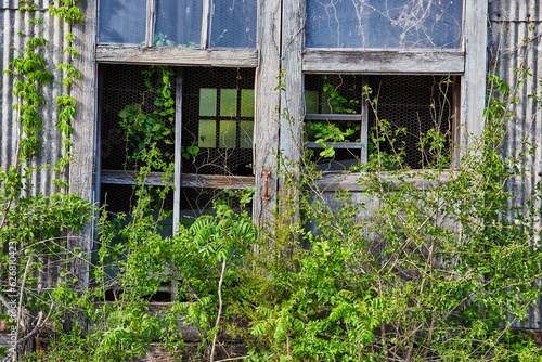 Old wooden structure, abandoned, broken door, shattered windows, overgrown, barn wood