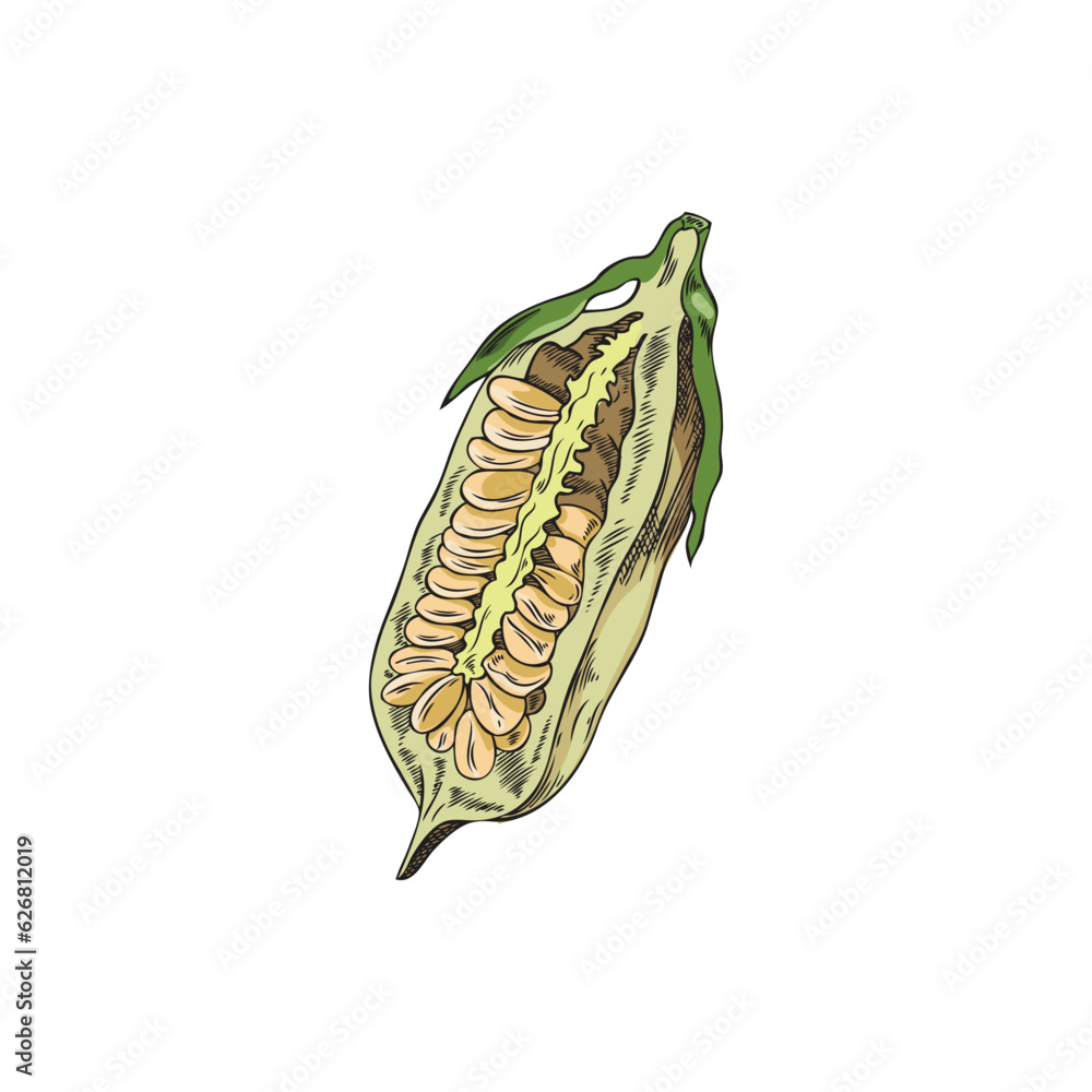Vector isolated illustration of raw Sesame open capsule, Detail natural seed, bio spice, Hand drawn color sketch Vector isolated illustration of raw Sesame open capsule, Detail natural seed, bio spice, Hand drawn color sketch