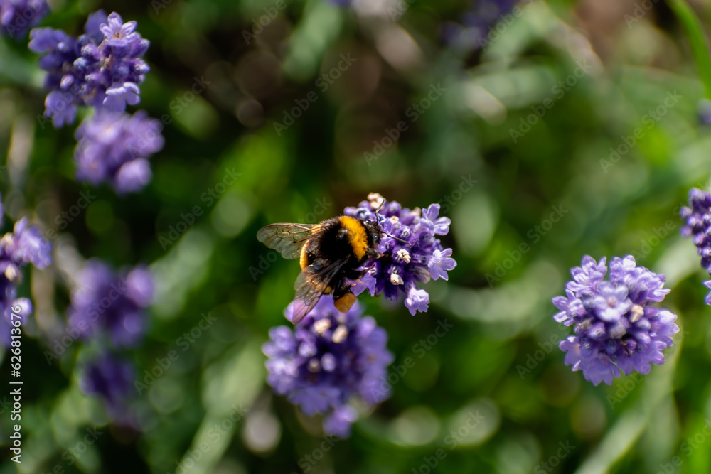 Bumblebee collecting pollen on lavender, bombus Bumblebee collecting pollen on lavender, bombus