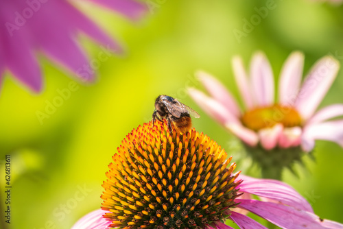 A closeup shot of a bee collecting pollen on a purple echinacea flower