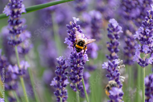 Bumblebee collecting pollen on lavender  bombus