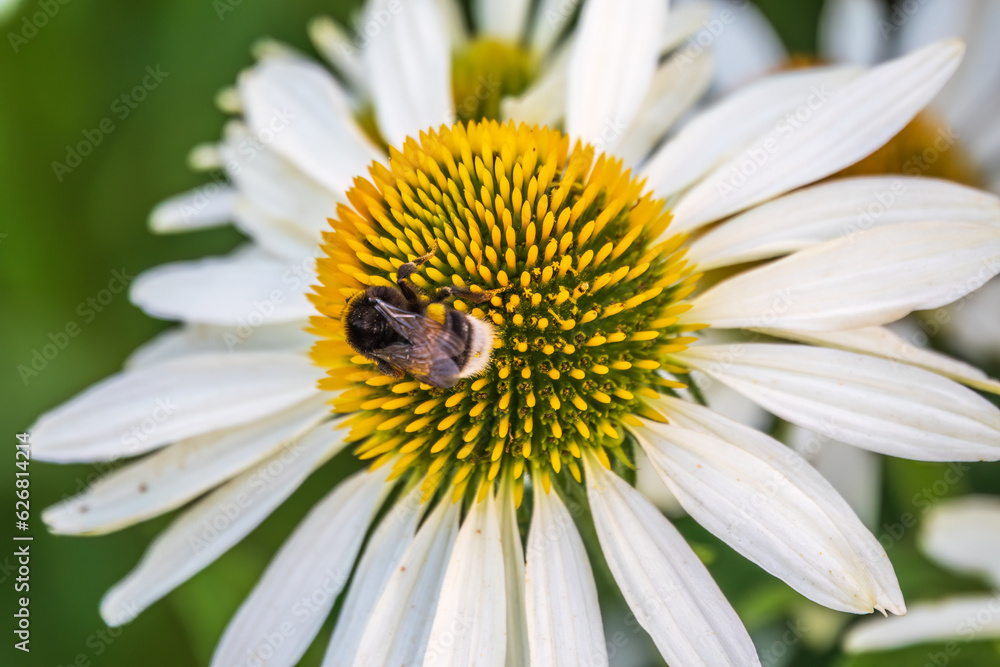 A closeup shot of a bee collecting pollen on a white echinacea flower A closeup shot of a bee collecting pollen on a white echinacea flower
