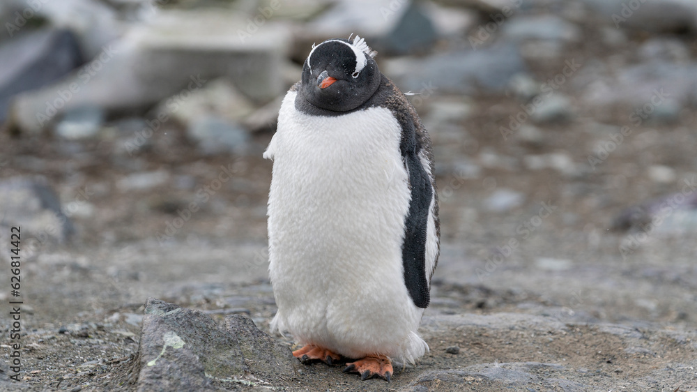 Naklejka premium Close up portrait of one gentoo penguin walking in the snow of Antarctica