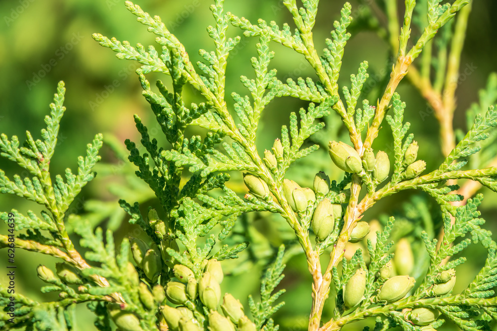 Green branches and young leaves of a thuja tree. Green branches and young leaves of a thuja tree.