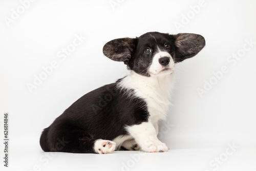 Welsh Corgi Cardigan cute fluffy dog puppy. funny happy animals on white background with copy space