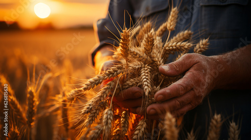 Person holding wheats on wheat field. Generative Ai