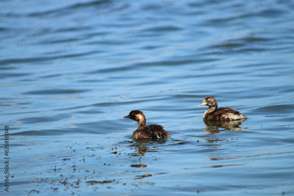 Two little Grebe (Tachybaptus ruficollis) birds swimming in blue water. Two little Grebe (Tachybaptus ruficollis) birds swimming in blue water.