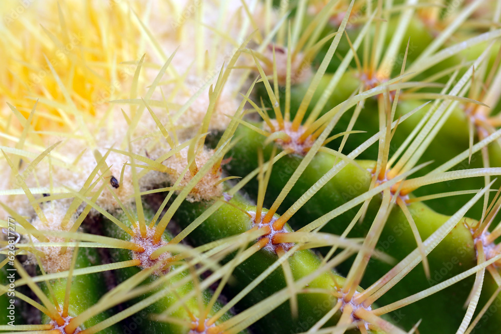Golden barrel cactus thorns extending in a beautiful geometric pattern (Nature closeup macro photograph) Golden barrel cactus thorns extending in a beautiful geometric pattern (Nature closeup macro photograph)