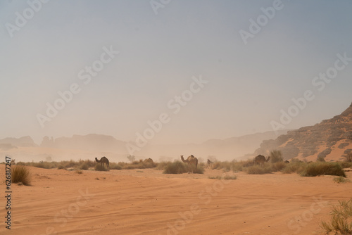 view in the Sahara desert of Tadrart rouge tassili najer in Djanet City ,Algeria.colorful orange sand, rocky mountains 