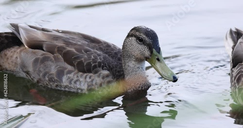 Female Mallard Duck Turning Toward Camera in Slow Motion