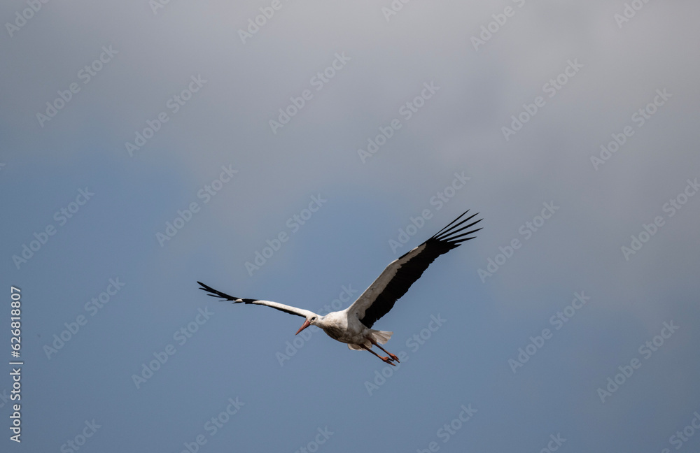 Fototapeta premium beautiful white and black stork soars in the sky on a blue background
