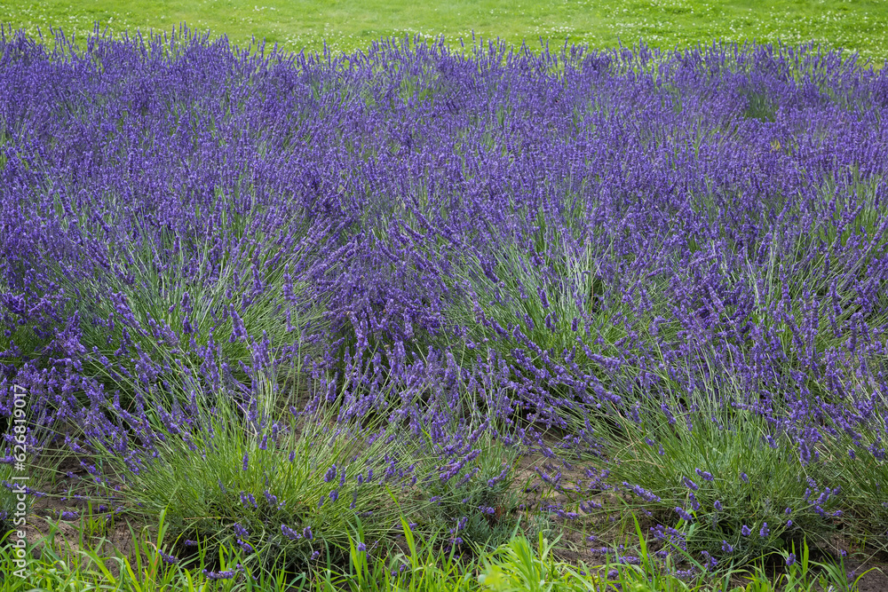 Blooming lavender bushes on a field in overcast day Blooming lavender bushes on a field in overcast day