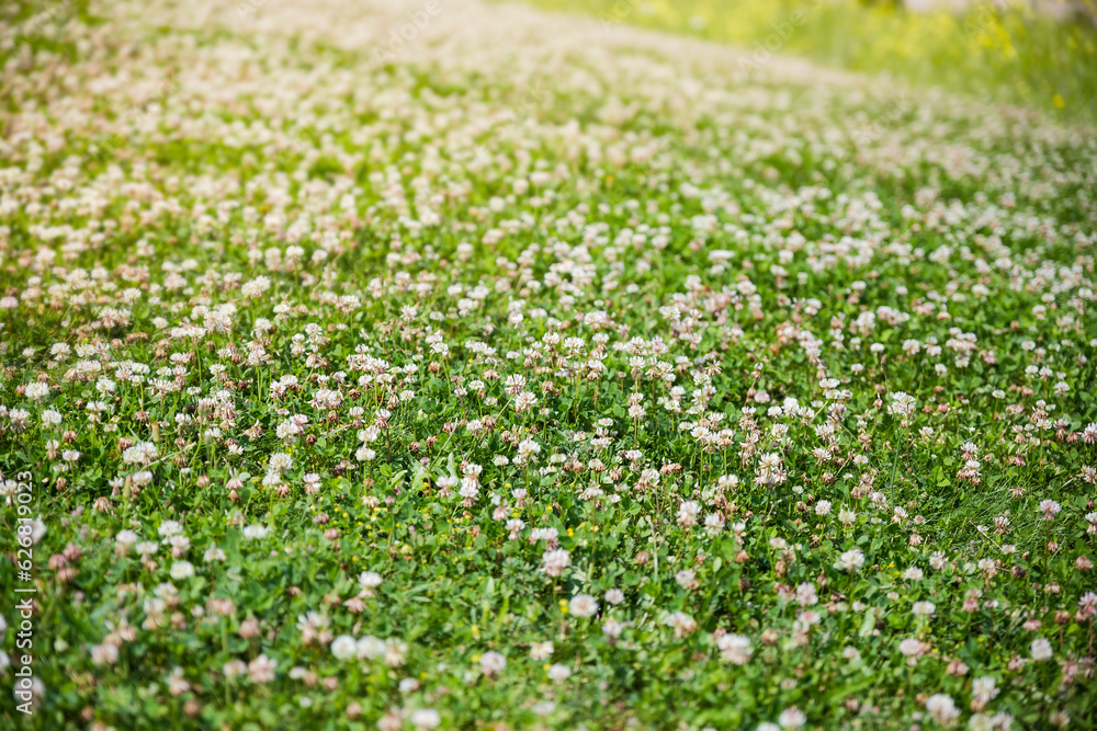 Blooming white clover on meadow in sunny weather, selective focus
