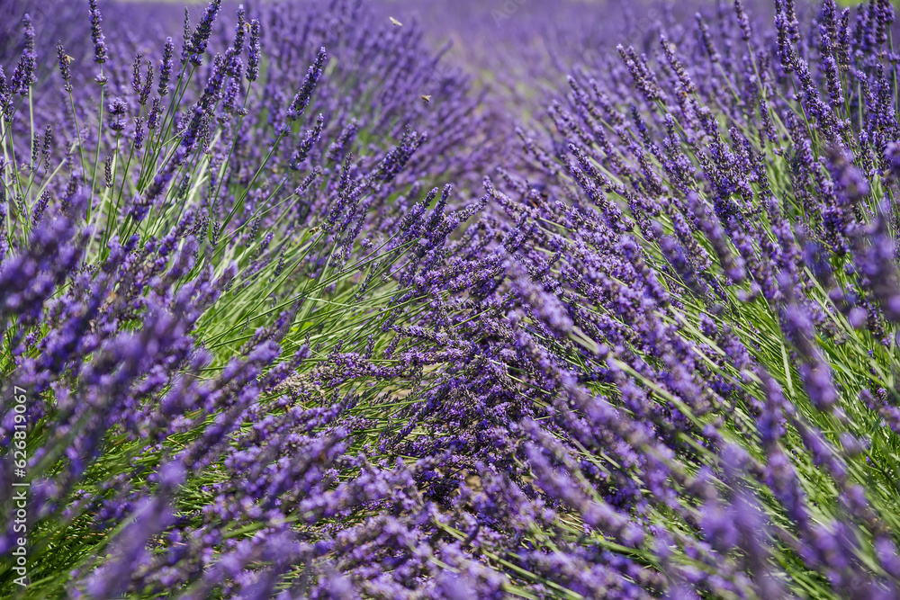 Obraz premium Bushes of the blooming lavender, close-up in selective focus