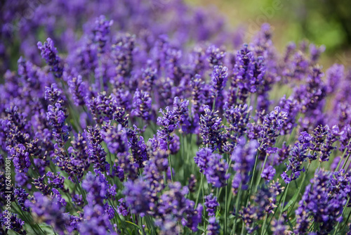 Stems of the blooming lavender  close-up in selective focus