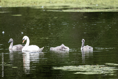 a family of white swans with their gray chicks on a green lake in the city of Bogoroditsk