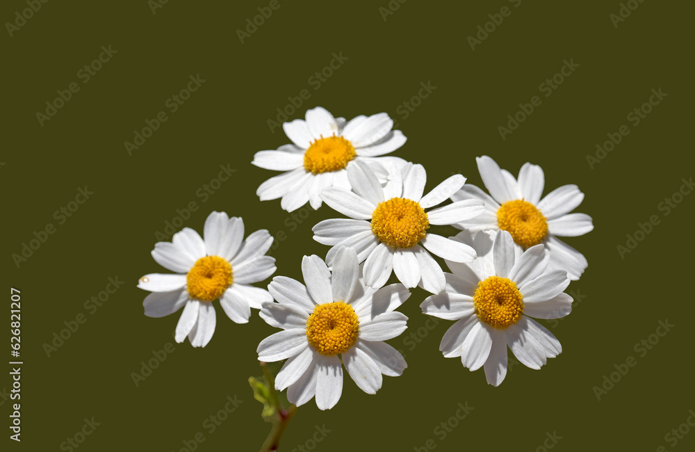 Flowers of the feverfew (Tanacetum parthenium), is a flowering plant in the daisy family, Asteraceae. It may be also grown as an ornament. Flowers of the feverfew (Tanacetum parthenium), is a flowering plant in the daisy family, Asteraceae. It may be also grown as an ornament.