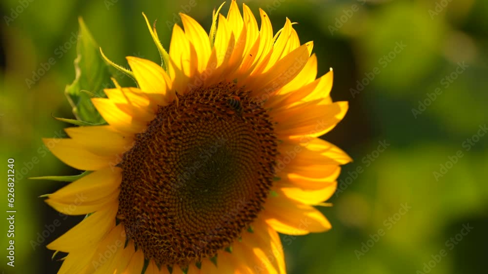 Bees on a sunflower plant. Close up 4k video with a beautiful view of bee working to harvest polen from a sunflower in sunset light. Bees on a sunflower plant. Close up 4k video with a beautiful view of bee working to harvest polen from a sunflower in sunset light.