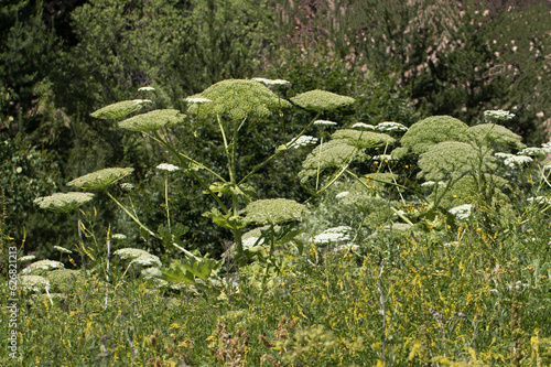 The hogweed (Heracleum platytaenium) in Geminbeli Pass, Suşehri, Sivas photo