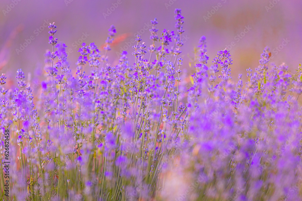 Naklejka premium Lavender purple flowers close-up on a blurred background, field