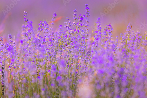 Lavender purple flowers close-up on a blurred background, field