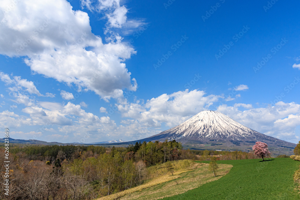 北海道京極町、望羊の丘に咲く一本桜と羊蹄山【5月】