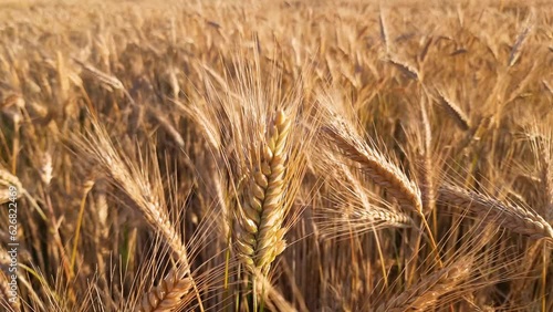 Field of ripe barley sways in the wind. Background.