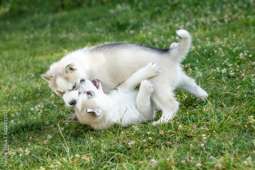 Two Siberian Husky dog puppies play outdoors in the grass