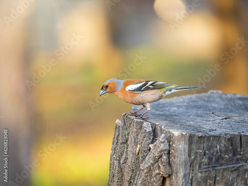 Common chaffinch, Fringilla coelebs, sits on a tree. Common chaffinch in wildlife.