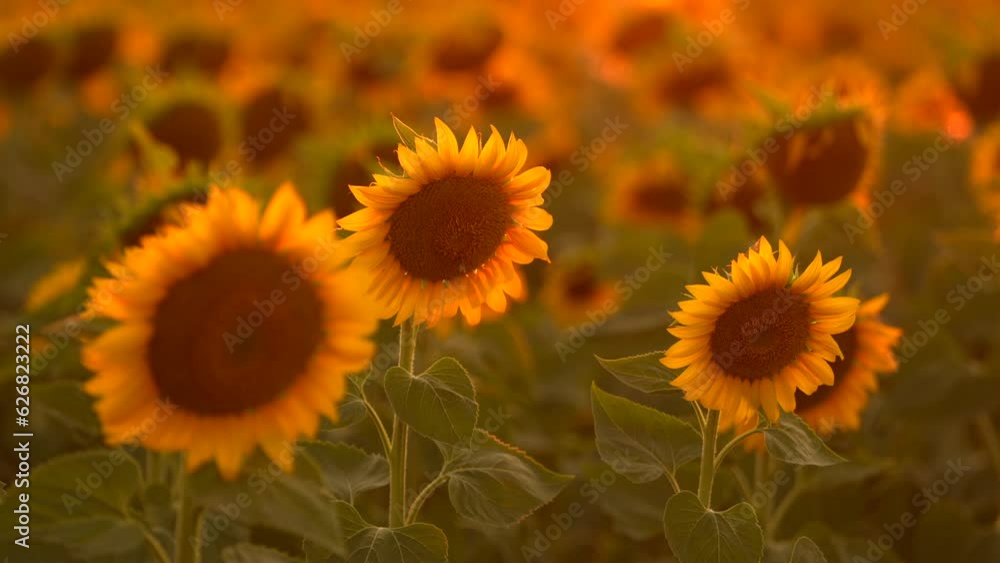 Sunset landscape on a sunflower plants field. 4K video in the beautiful sunset light over a sunflower agriculture farm. Sunset landscape on a sunflower plants field. 4K video in the beautiful sunset light over a sunflower agriculture farm.