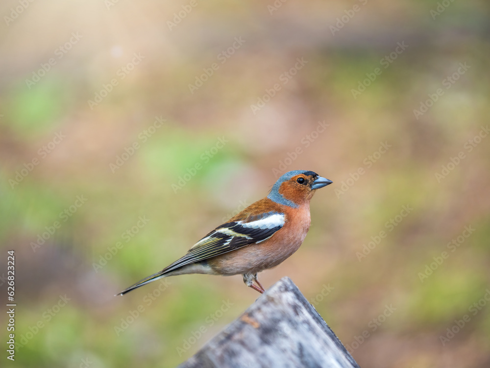 Common chaffinch, Fringilla coelebs, sits on a tree. Common chaffinch in wildlife. Common chaffinch, Fringilla coelebs, sits on a tree. Common chaffinch in wildlife.