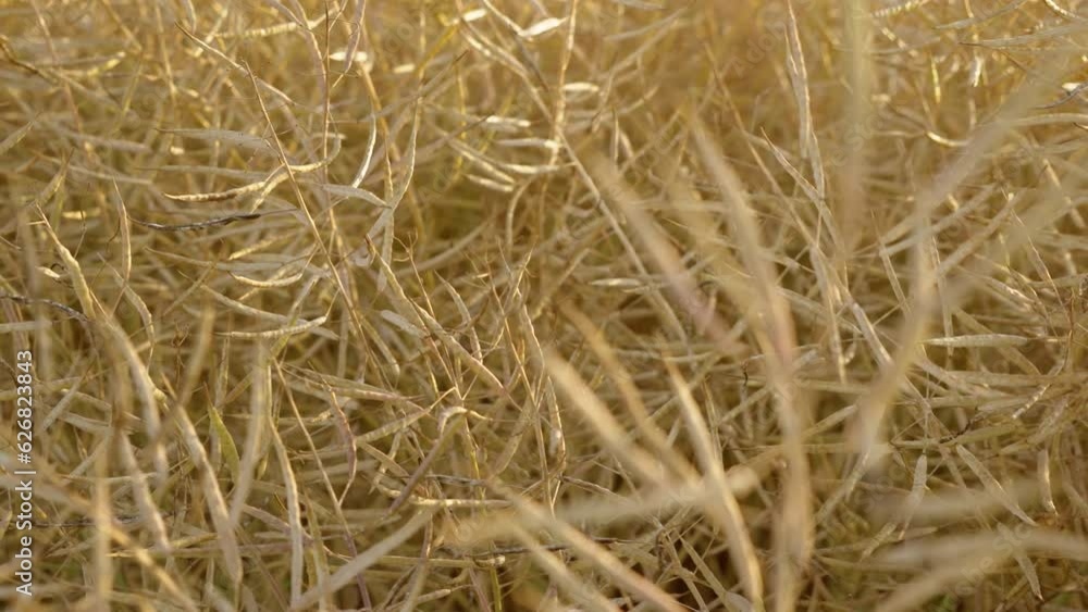 Rapeseed in agricultural field with growing biofuel. Dry ripe canola close up at sunset. Work in agronomic farm for business and production organic eco bio food Rapeseed in agricultural field with growing biofuel. Dry ripe canola close up at sunset. Work in agronomic farm for business and production organic eco bio food