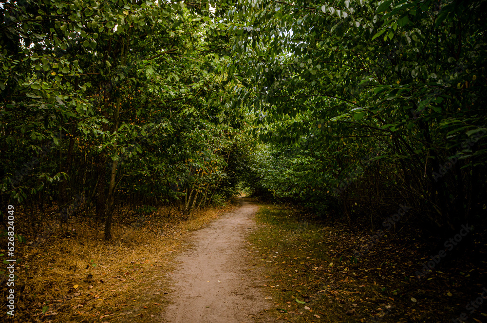 Fototapeta premium forest, dirt path with lots of plants around