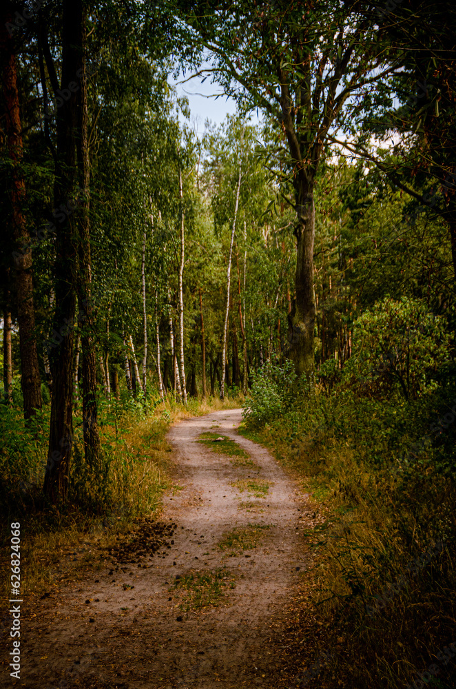 Naklejka premium forest, dirt path with lots of plants around