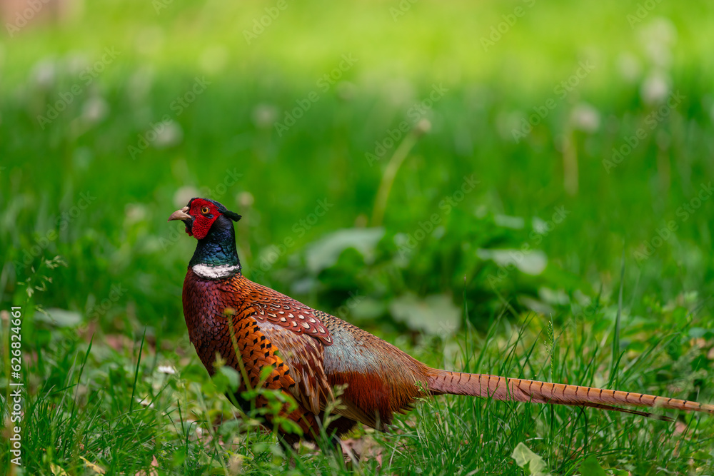 Naklejka premium Pheasant on the grass
