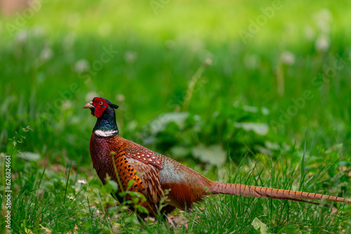 Pheasant on the grass